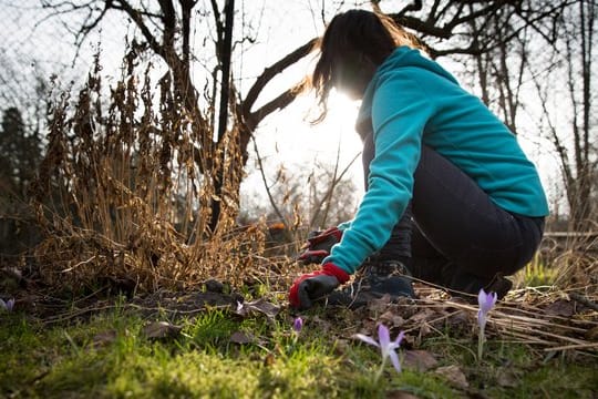 Gartenarbeit: Einige Pflanzen sollten Sie jetzt zurückschneiden.