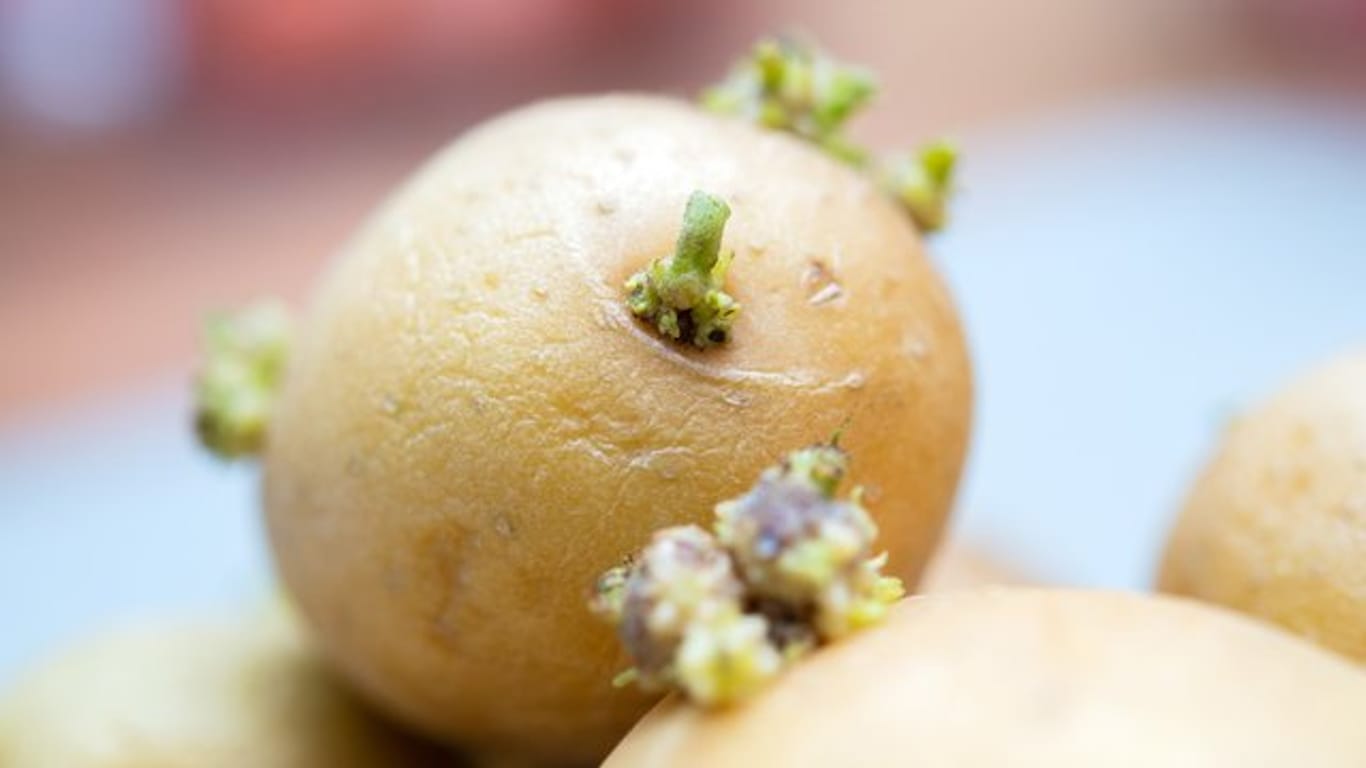 Gekeimte Kartoffeln aus dem Lager lassen sich noch verwenden - etwa als Grundlage für die neue Ernte im Garten.