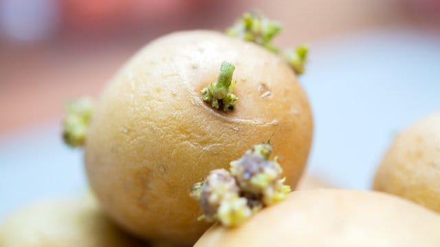 Gekeimte Kartoffeln aus dem Lager lassen sich noch verwenden - etwa als Grundlage für die neue Ernte im Garten.