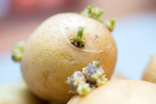 Gekeimte Kartoffeln aus dem Lager lassen sich noch verwenden - etwa als Grundlage für die neue Ernte im Garten.