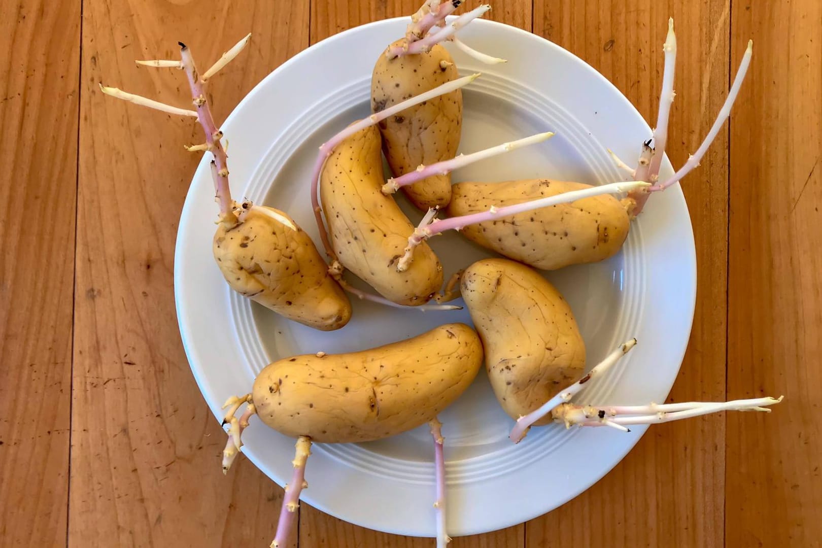 Kartoffeln: Keime können Solanin enthalten, was in der Regel nicht zum Verzehr geeignet ist.