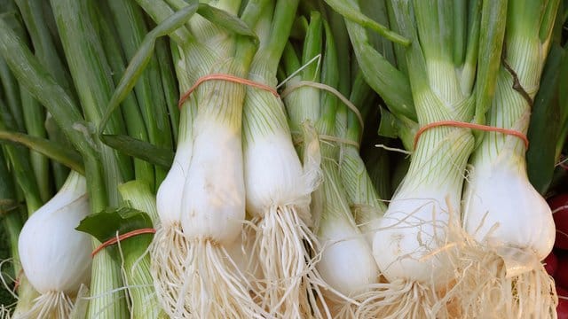 Frühlingszwiebeln: Im Gemüsefach des Kühlschranks hält sich das Gemüse eine Woche.