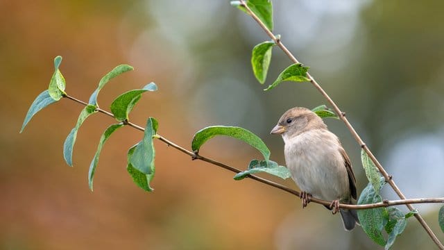 Haussperling: Problematisch ist vor allem, wenn Gebäude saniert werden und die Spatzen danach dort nicht mehr nisten können.