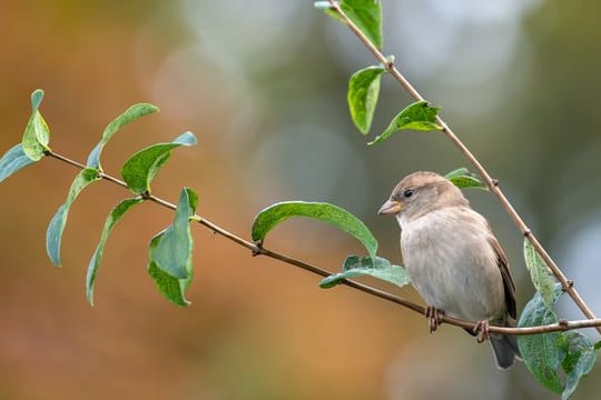 Haussperling: Problematisch ist vor allem, wenn Gebäude saniert werden und die Spatzen danach dort nicht mehr nisten können.