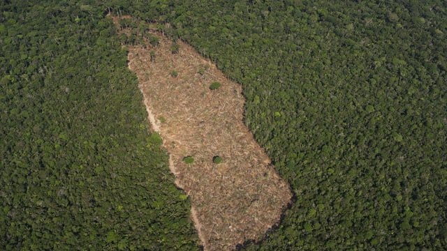 Blick auf ein abgeholztes Waldstück in der Mitte eines Waldgebietes im Amazonasgebiet.