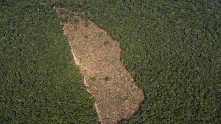Blick auf ein abgeholztes Waldstück in der Mitte eines Waldgebietes im Amazonasgebiet.