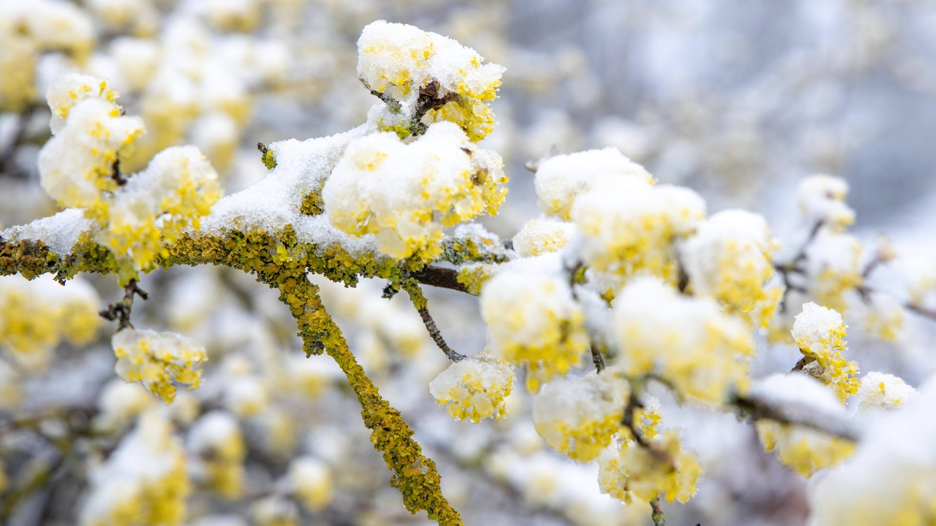 Schnee im Taunus: Es bleibt die nächsten Tage kalt in Deutschland.