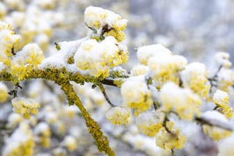 Schnee im Taunus: Es bleibt die nächsten Tage kalt in Deutschland.