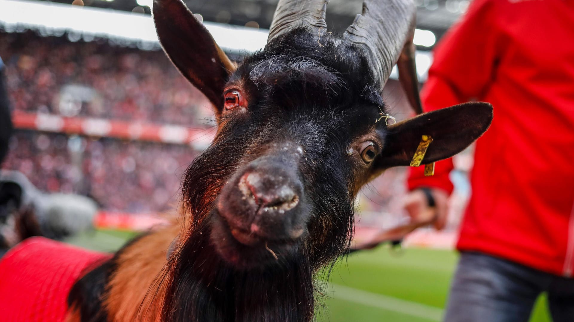 Geißbock Hennes: Zusammen mit seiner Dame Ilse wurde er zweifacher Vater.