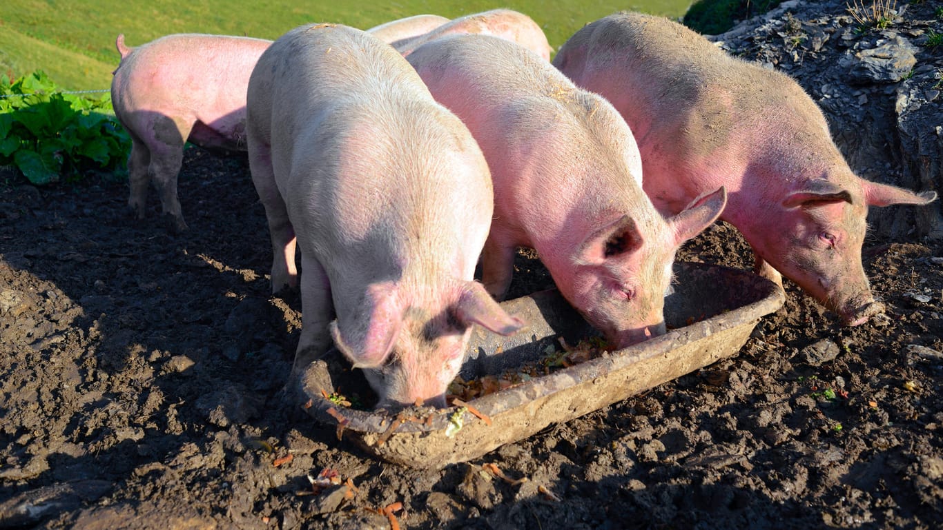 Schweine fressen zusammen aus einem Futtertrog: In einem westpolnischen Zuchtbetrieb müssen nach dem Ausbruch der Afrikanischen Schweinepest fast 24.000 Schweine hingerichtet werden.