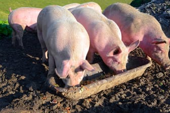 Schweine fressen zusammen aus einem Futtertrog: In einem westpolnischen Zuchtbetrieb müssen nach dem Ausbruch der Afrikanischen Schweinepest fast 24.000 Schweine hingerichtet werden.