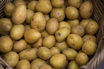 Kartoffeln: Wer sie jetzt auf Vorrat kauft, riskiert sie nicht mehr verzehren zu können.