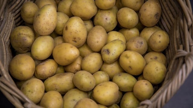 Wer Kartoffeln jetzt auf Vorrat kauft, riskiert bei den warmen Temperaturen in der Wohnung, dass sie schnell austreiben.