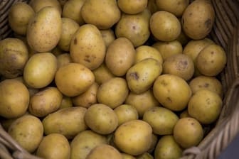 Wer Kartoffeln jetzt auf Vorrat kauft, riskiert bei den warmen Temperaturen in der Wohnung, dass sie schnell austreiben.