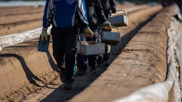 Wegen der Corona-Krise fehlen viele Saisonarbeitskräfte in der Landwirtschaft.