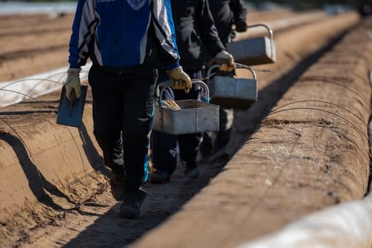 Wegen der Corona-Krise fehlen viele Saisonarbeitskräfte in der Landwirtschaft.