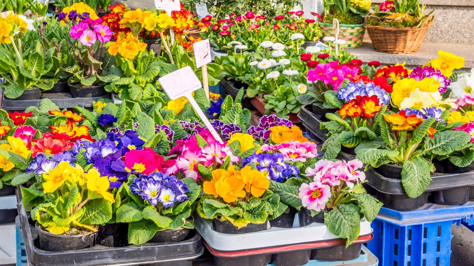 Blumen: Viele Pflanzen sind im Haus schnell verblüht.