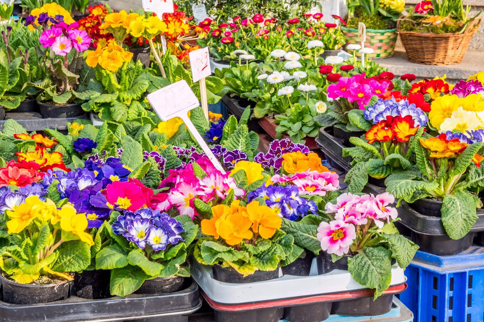 Blumen: Viele Pflanzen sind im Haus schnell verblüht.