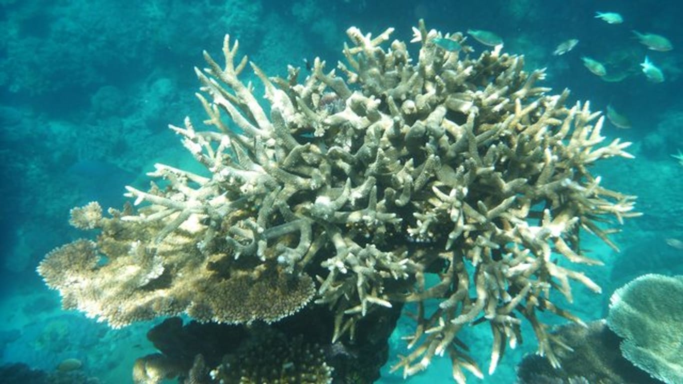 Korallen am Great Barrier Reef, die von Korallenbleiche betroffen sind, vor der Küste von Cairns.