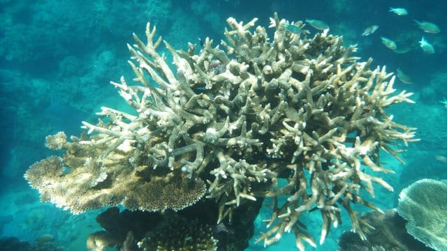 Korallen am Great Barrier Reef, die von Korallenbleiche betroffen sind, vor der Küste von Cairns. Korallen am Great Barrier Reef, die von Korallenbleiche betroffen sind, vor der Küste von Cairns.