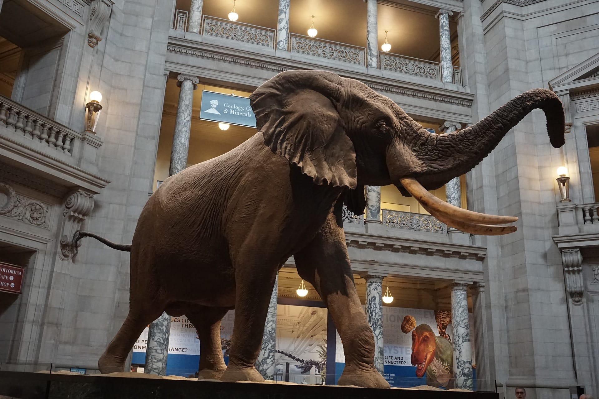 Das National Museum of Natural History in Washington: Es handelt sich um ein Museum für Naturgeschichte.