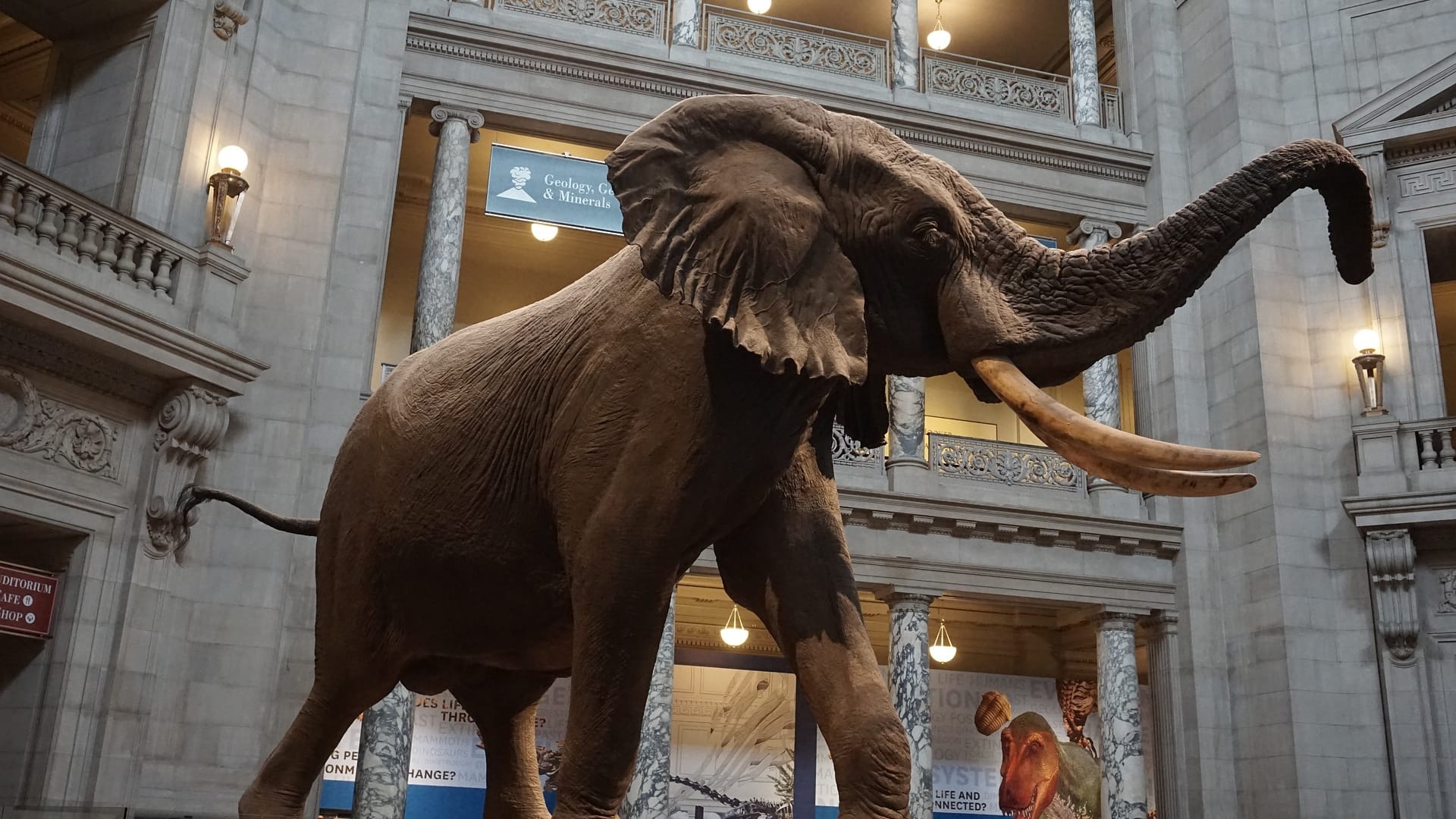 Das National Museum of Natural History in Washington: Es handelt sich um ein Museum für Naturgeschichte.