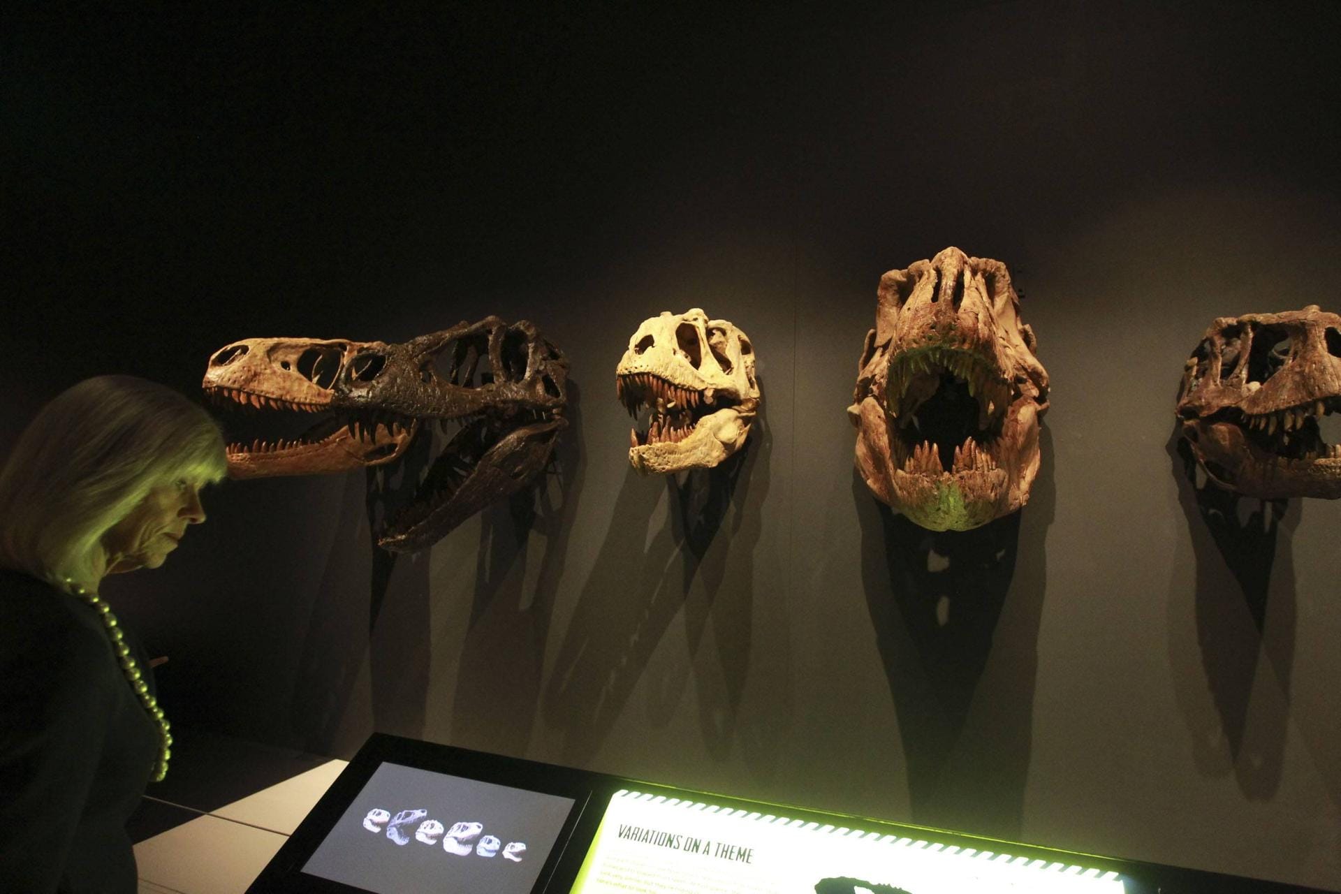 Australian Museum in Sydney: Hier gibt es unter anderem Dinosaurier zu sehen.