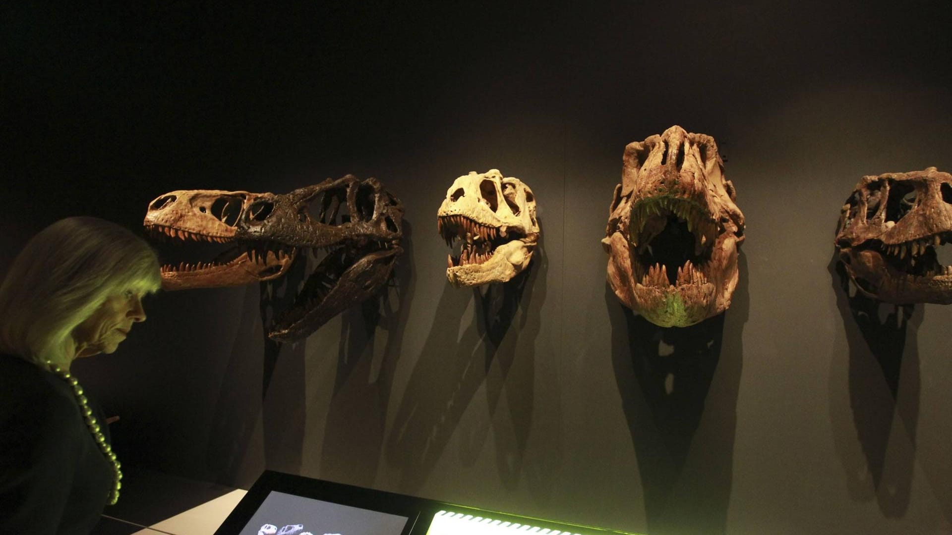 Australian Museum in Sydney: Hier gibt es unter anderem Dinosaurier zu sehen.