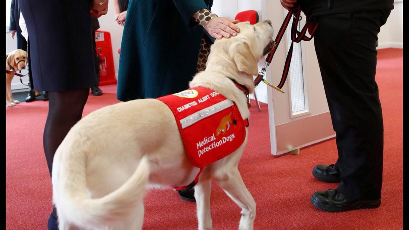 Ein Hund der Organisation Medical Detection Dogs: Die Tiere werden bereits zur Entdeckung von Krebs und Diabetes eingesetzt.