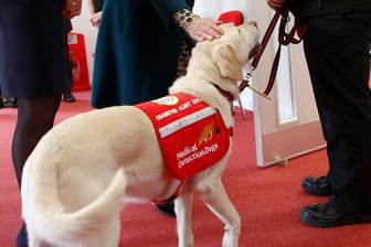 Ein Hund der Organisation Medical Detection Dogs: Die Tiere werden bereits zur Entdeckung von Krebs und Diabetes eingesetzt.