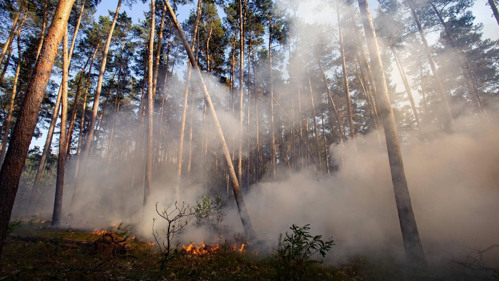 Waldbrand in Brandenburg: In den vergangenen Jahren sind in Deutschland Tausende Hektar Wald Bränden zum Opfer gefallen. Der Forstexperte Alexander Held erklärt im Interview mit t-online.de, wie sich Deutschland besser auf Waldbrände vorbereiten kann.