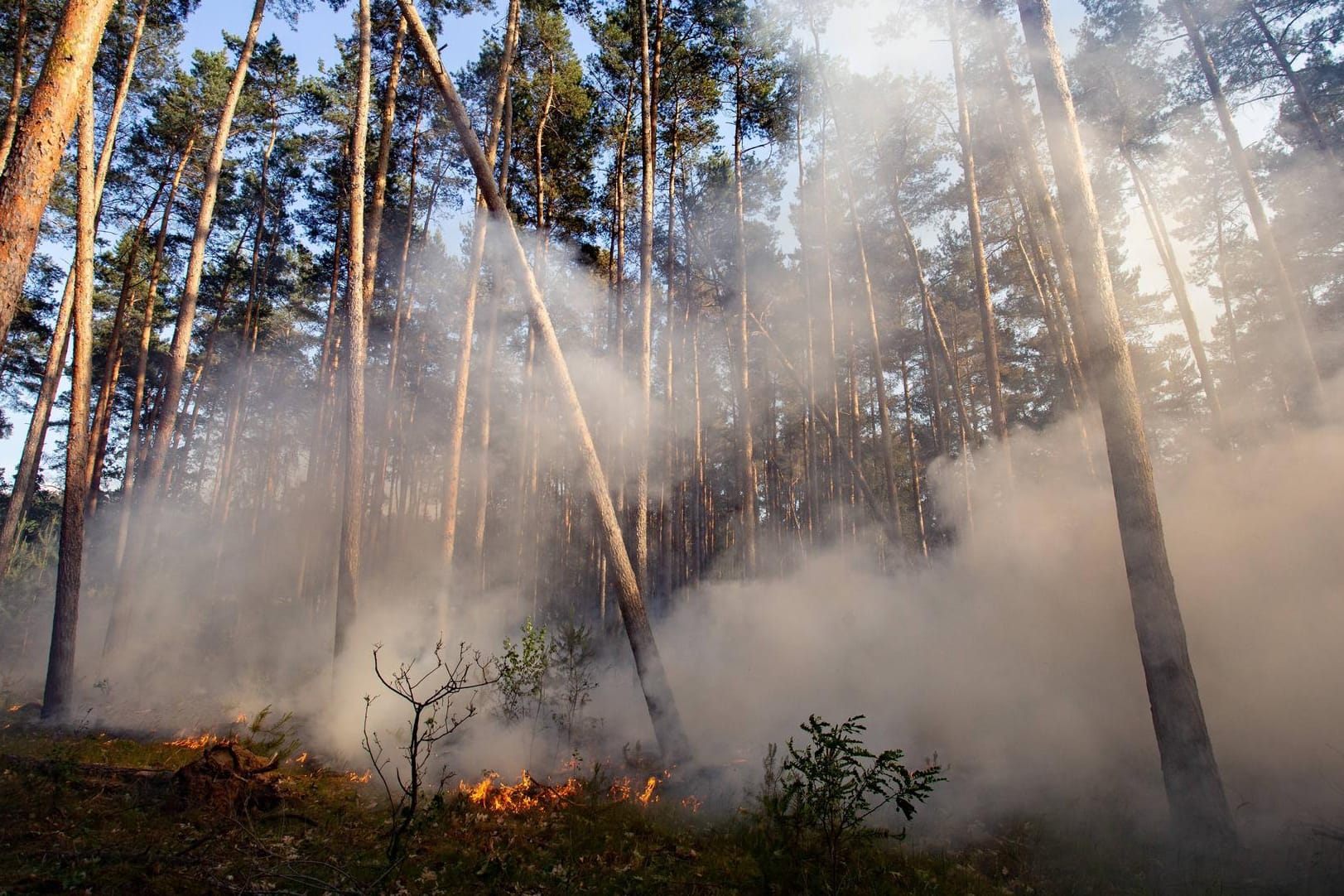 Waldbrand in Brandenburg: In den vergangenen Jahren sind in Deutschland Tausende Hektar Wald Bränden zum Opfer gefallen. Der Forstexperte Alexander Held erklärt im Interview mit t-online.de, wie sich Deutschland besser auf Waldbrände vorbereiten kann.