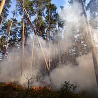 Waldbrand in Brandenburg: In den vergangenen Jahren sind in Deutschland Tausende Hektar Wald Bränden zum Opfer gefallen. Der Forstexperte Alexander Held erklärt im Interview mit t-online.de, wie sich Deutschland besser auf Waldbrände vorbereiten kann.