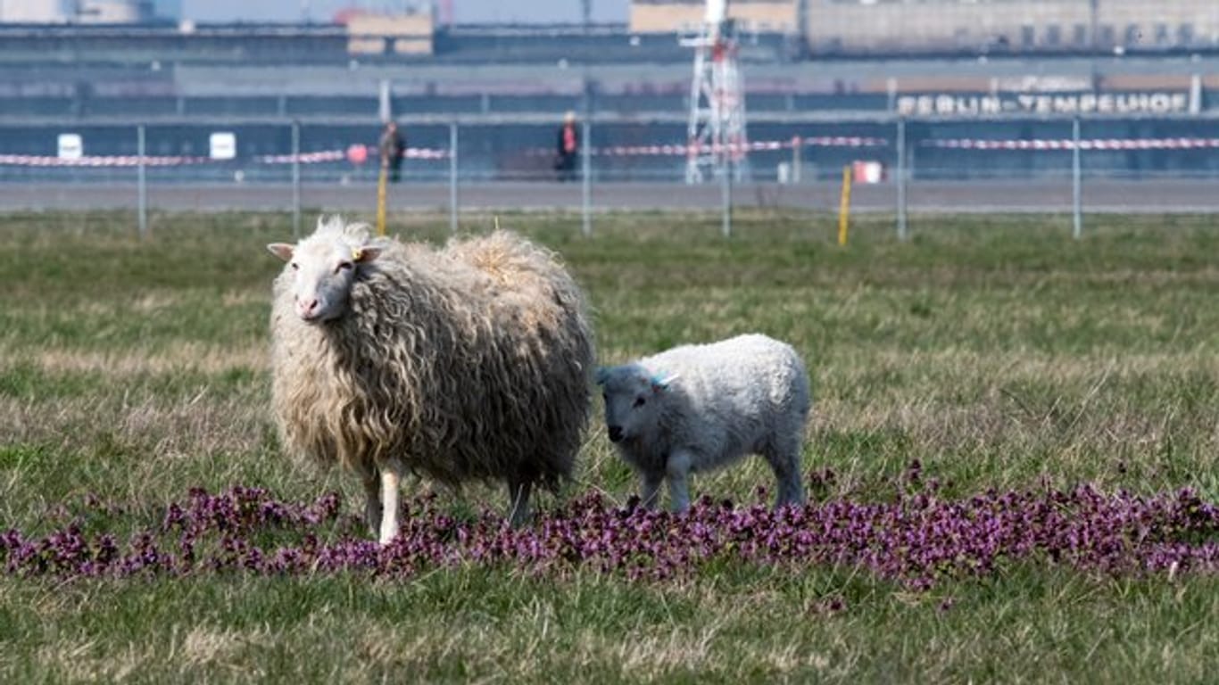 Skudde-Schafe im Gras: Die Tiere grasen nun auf dem Tempelhofer Feld.