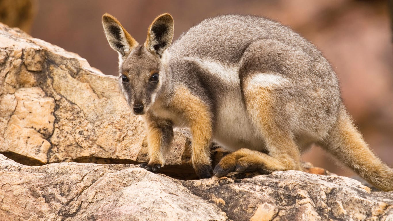 Wallaby: Ein Känguru hat die Polizei in Freibrug auf Trab gehalten. (Symbolbild)