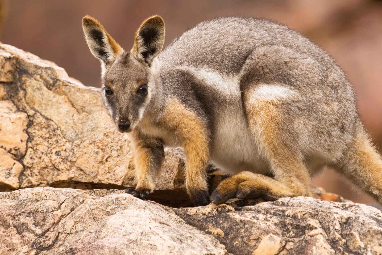 Wallaby: Ein Känguru hat die Polizei in Freibrug auf Trab gehalten. (Symbolbild)