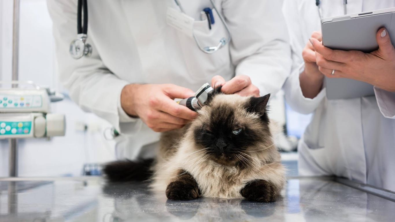 Coronavirus: Erstmals soll sich auch eine Katze aus Belgien infiziert haben.