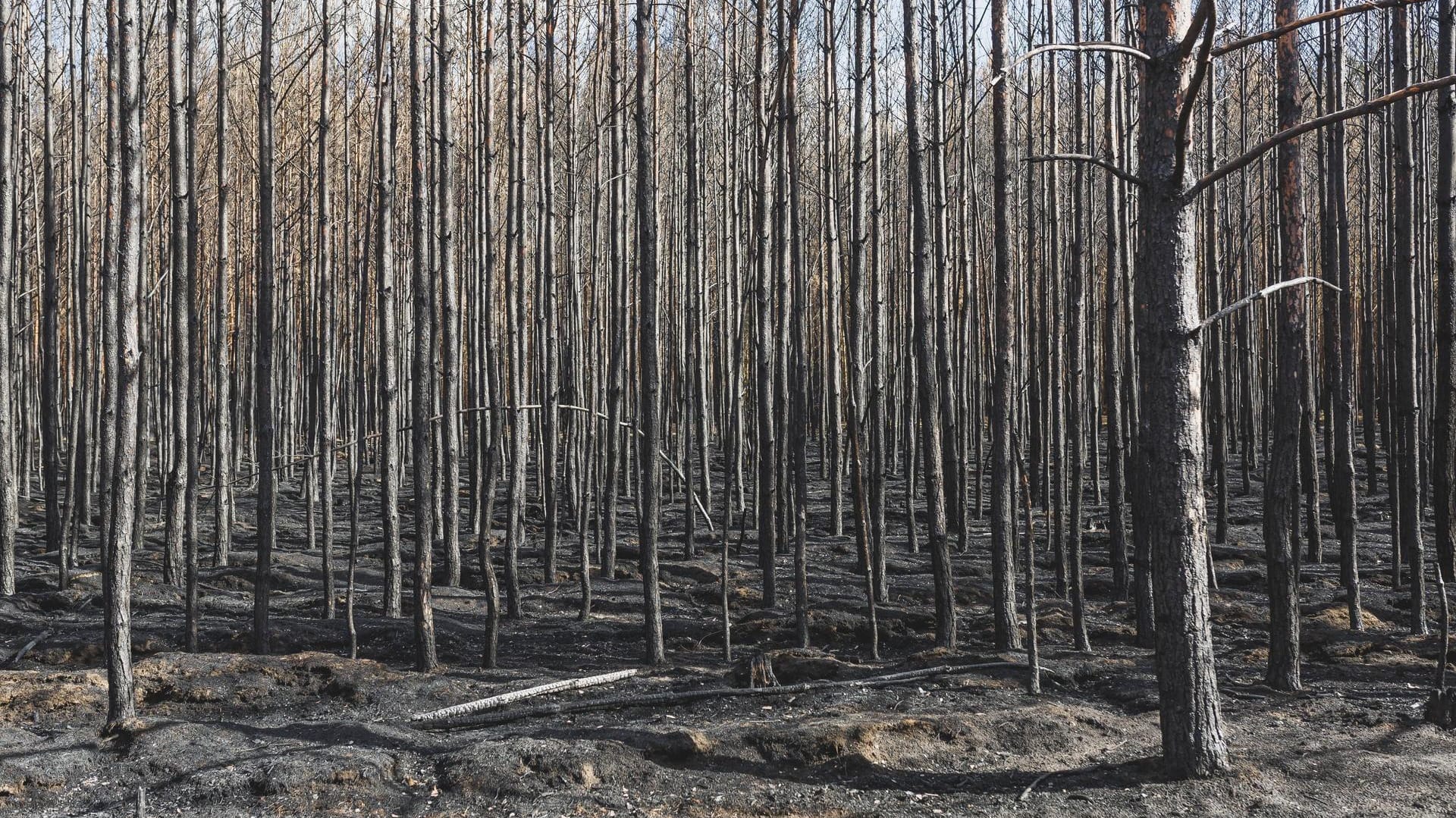 Ein Waldstück bei Treuenbrietzen in Brandenburg nach einem Waldbrand im Jahr 2018.