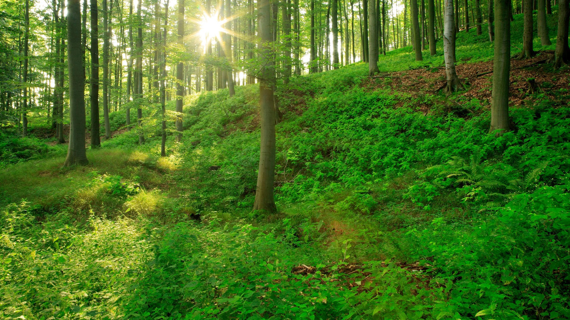 Die Sonne strahlt durch einen naturnahen Buchenwald bei Fritzlar in Hessen.