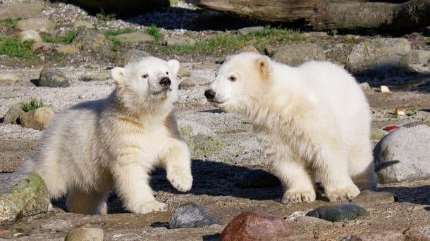 Elsa und Anna heißen die putzigen Eisbär-Zwillinge. Elsa und Anna heißen die putzigen Eisbär-Zwillinge.