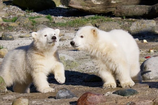 Elsa und Anna heißen die putzigen Eisbär-Zwillinge.