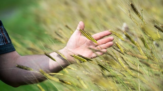 Gesündere Alternative: Als Urgetreide gelten alle Sorten, die schon vor Hunderten und Tausenden von Jahren angebaut wurden. Dazu zählt zum Beispiel das Einkorn.