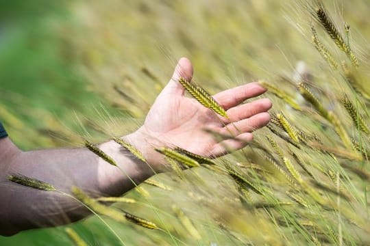 Gesündere Alternative: Als Urgetreide gelten alle Sorten, die schon vor Hunderten und Tausenden von Jahren angebaut wurden. Dazu zählt zum Beispiel das Einkorn.