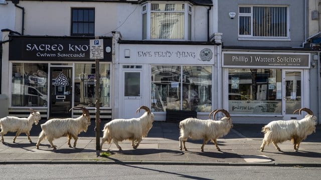 Eine Ziegenherde geht in Llandudno über einen Gehweg.