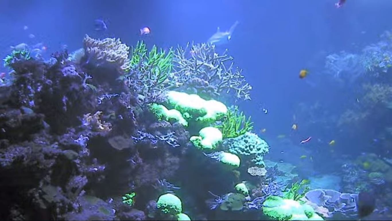 Blick in das Aquarium: Hier lebt das größte Riff Deutschlands.