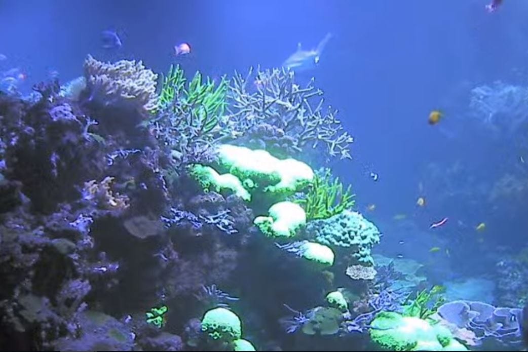 Blick in das Aquarium: Hier lebt das größte Riff Deutschlands.