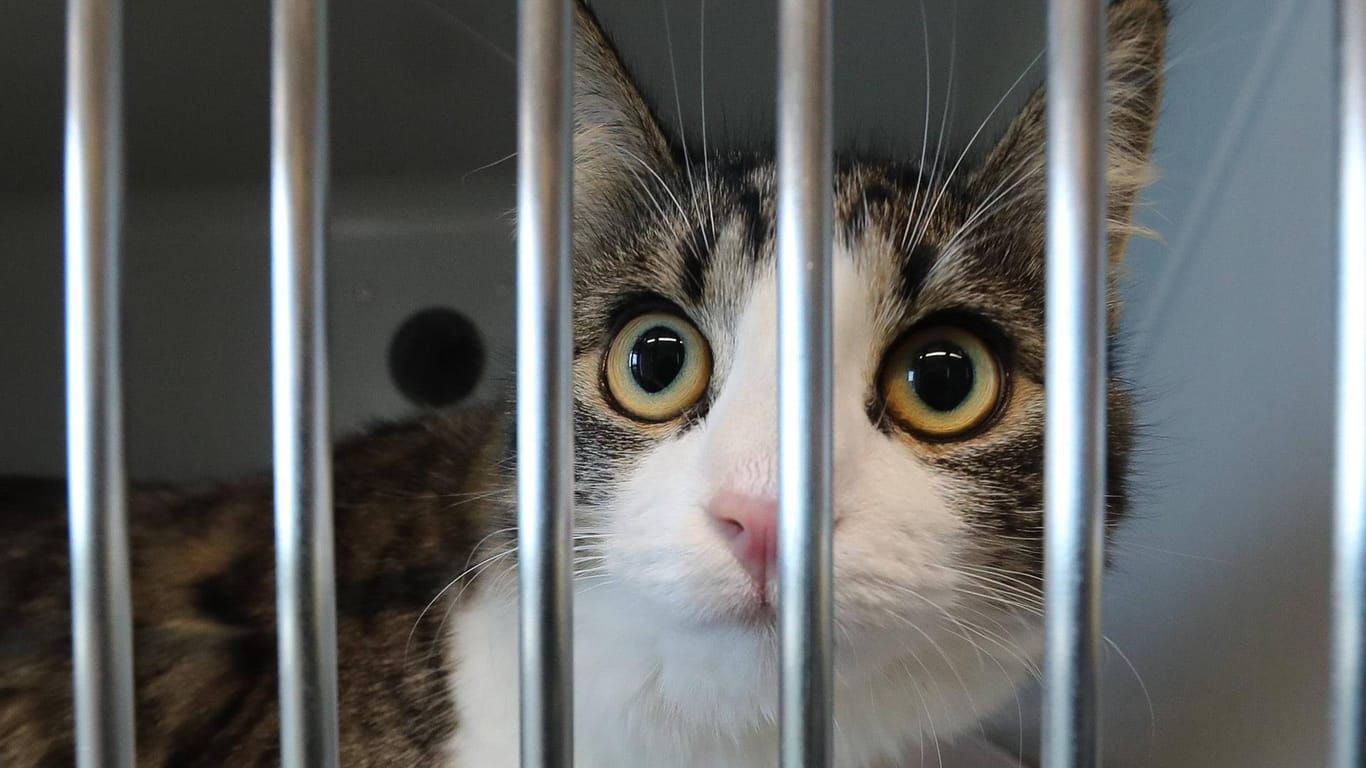 Katze hinter Gittern: 43 der Tiere aus der Wohnung in Bad Grönenbach sind inzwischen im Tierheim untergebracht. (Symbolbild)