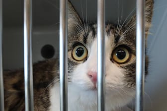 Katze hinter Gittern: 43 der Tiere aus der Wohnung in Bad Grönenbach sind inzwischen im Tierheim untergebracht. (Symbolbild)