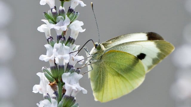 Insektenfreundliche Pflanzen: Schmetterlinge wie der Große Kohlweißling (Pieris brassicae) lassen sich mit einfachen Mitteln in den eigenen Garten locken.