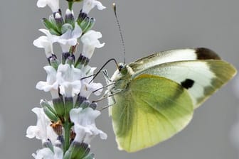 Insektenfreundliche Pflanzen: Schmetterlinge wie der Große Kohlweißling (Pieris brassicae) lassen sich mit einfachen Mitteln in den eigenen Garten locken.